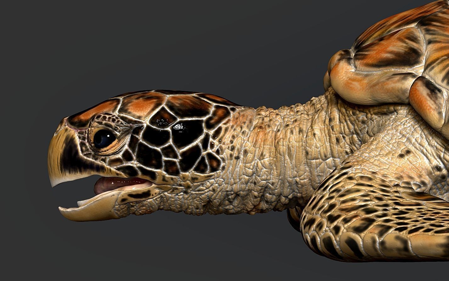 Hawksbill Sea Turtle 3D model_17