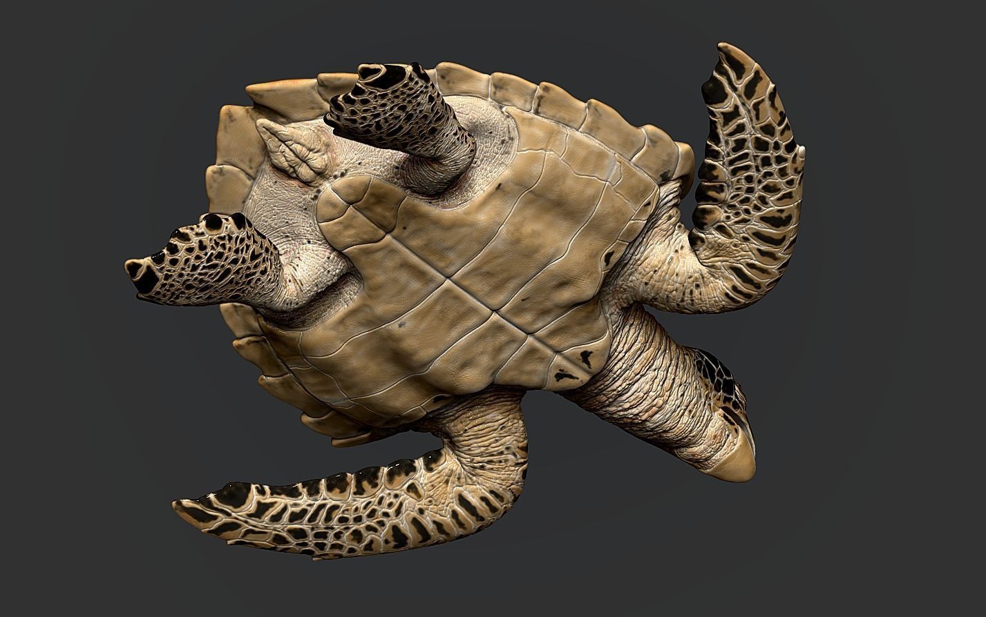 Hawksbill Sea Turtle 3D model_16