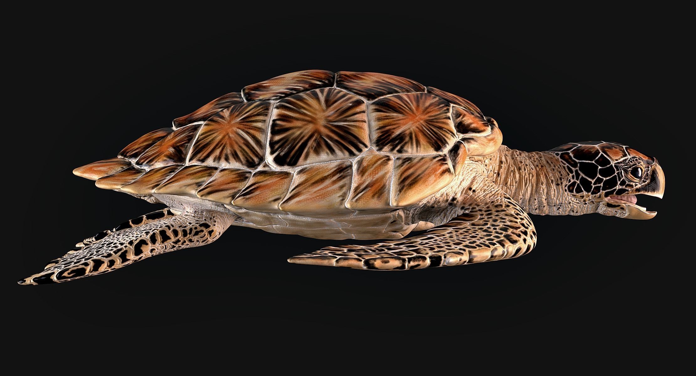 Hawksbill Sea Turtle 3D model_3