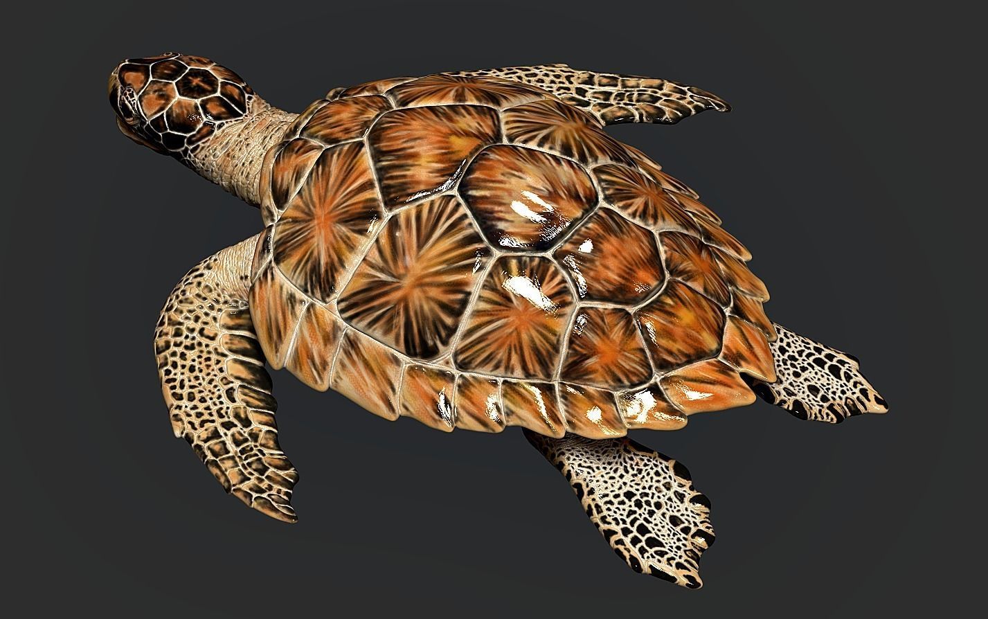 Hawksbill Sea Turtle 3D model_15
