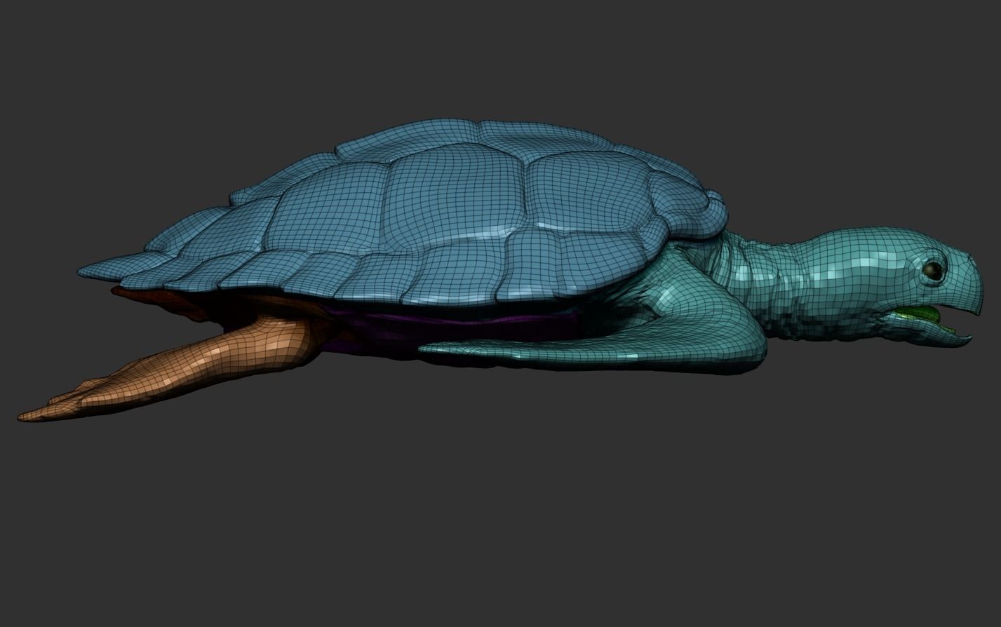 Hawksbill Sea Turtle 3D model_22