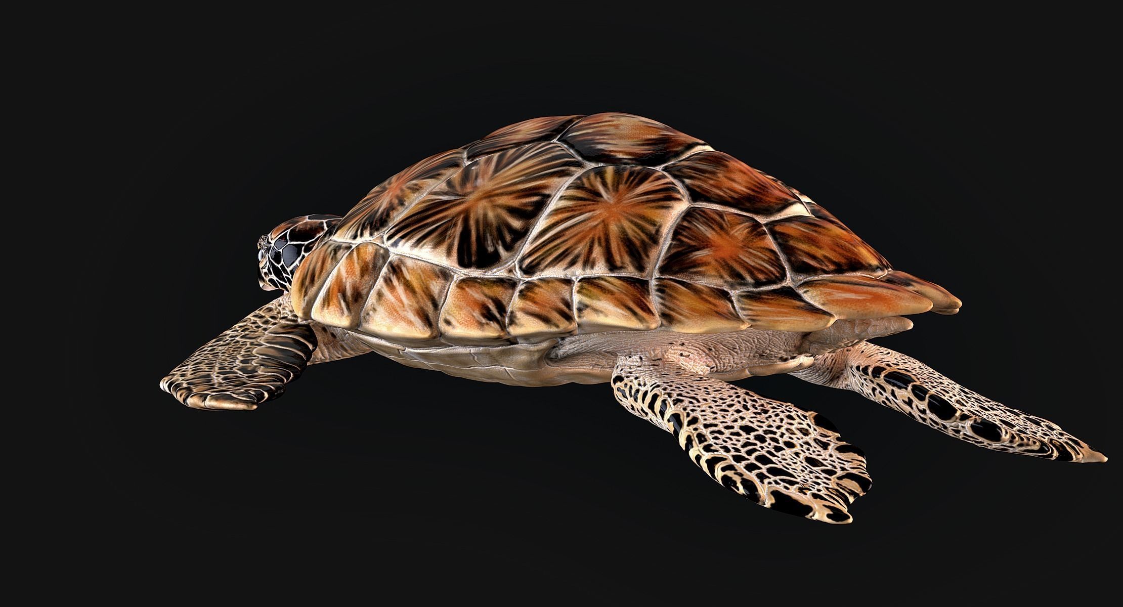 Hawksbill Sea Turtle 3D model_6
