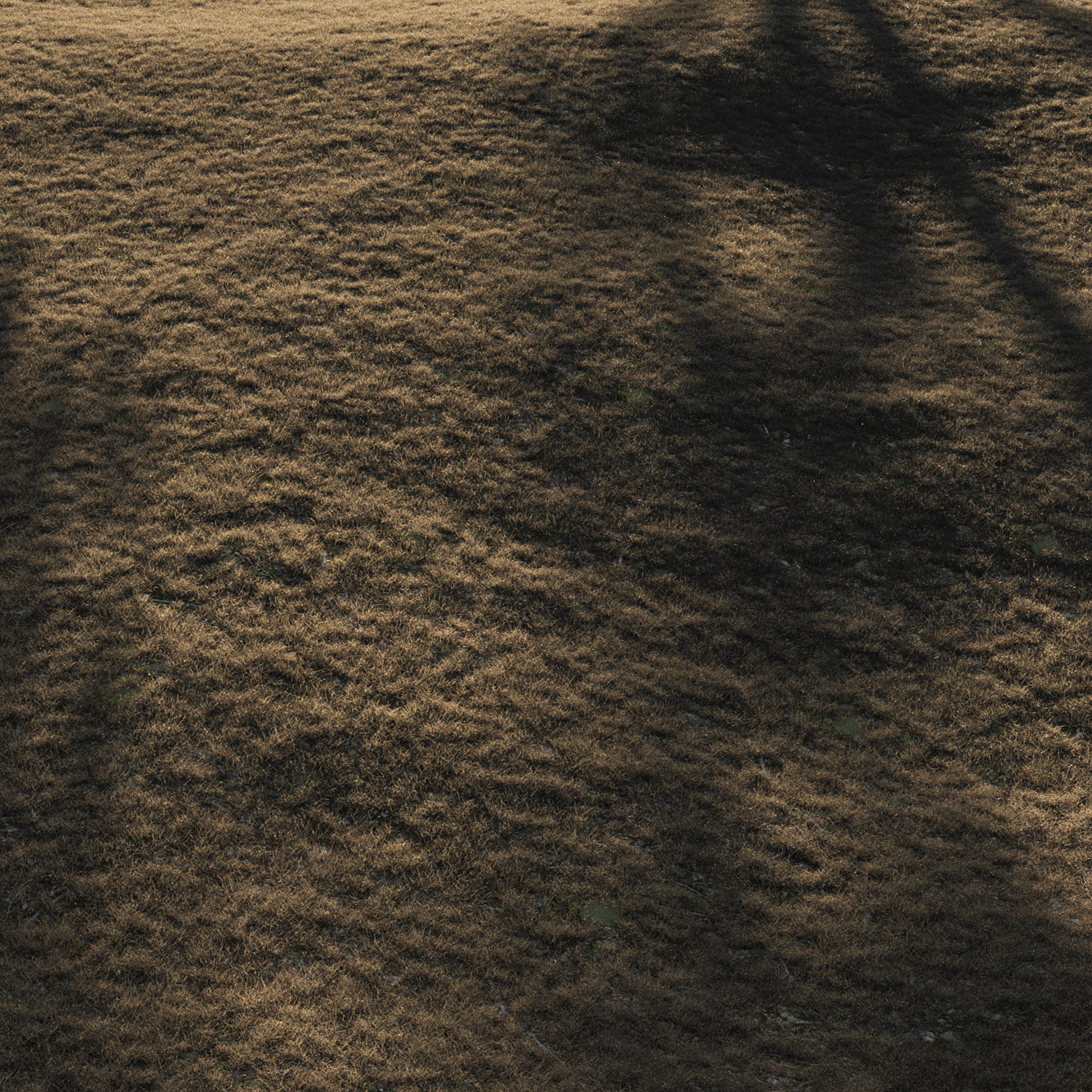 Forest Dried Grass 04 3D model_3