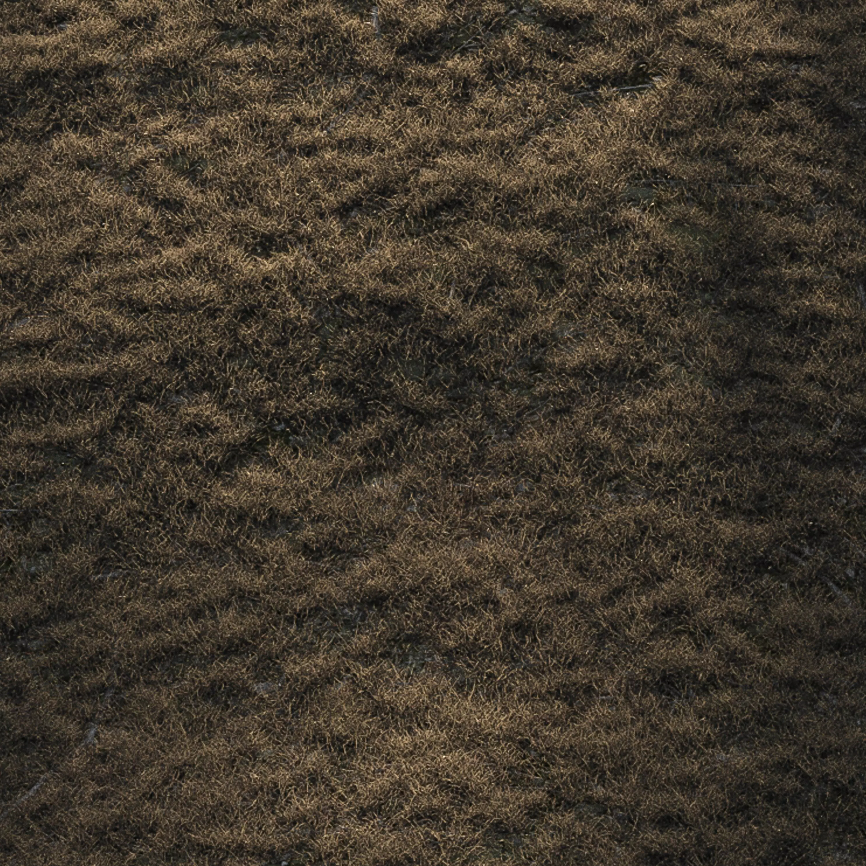 Forest Dried Grass 04 3D model_0