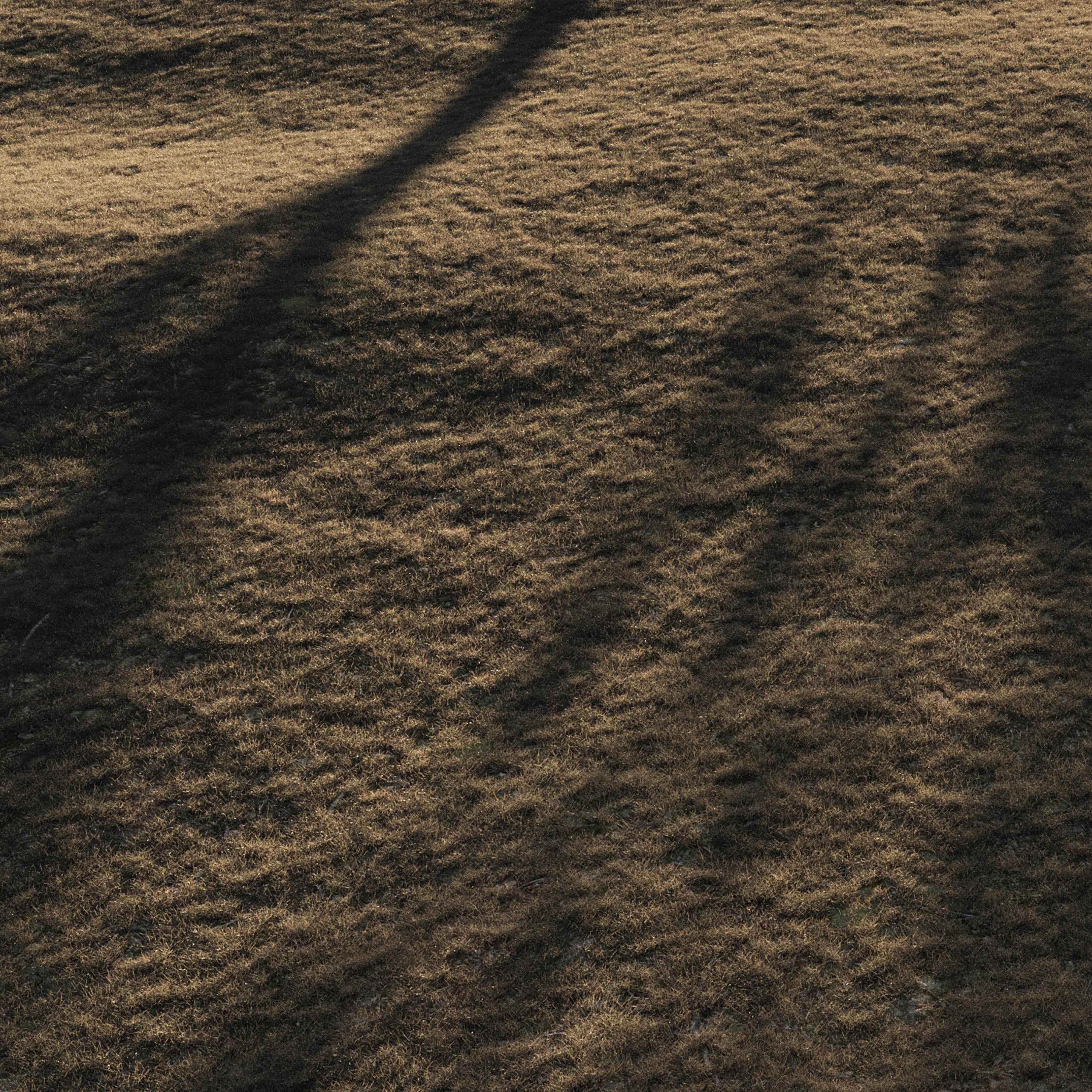 Forest Dried Grass 04 3D model_1