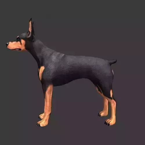 German Doberman Pinscher Low-poly 3D model