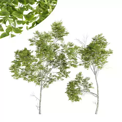 Quercus Variabilis 2tree03 3D model