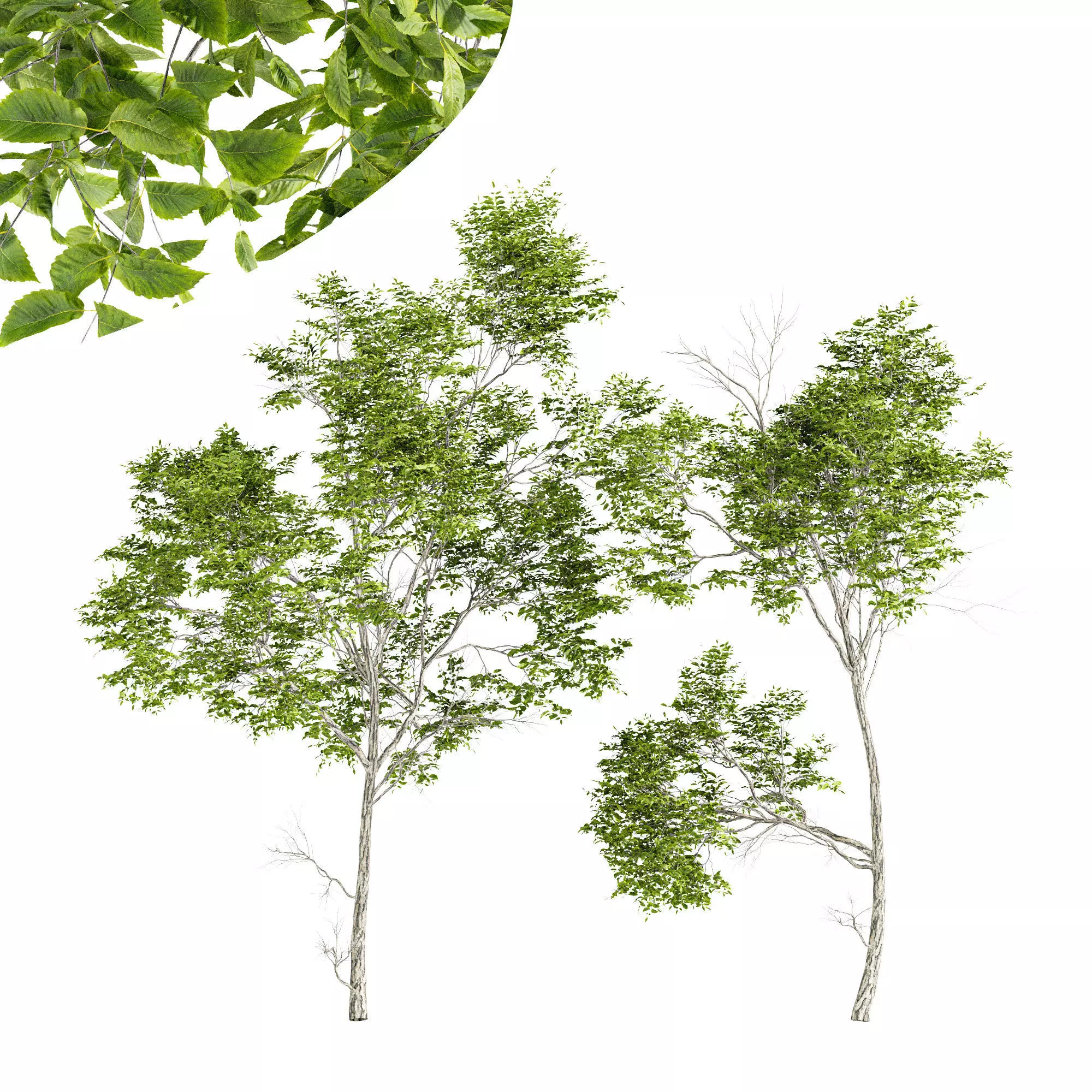 Quercus Variabilis 2tree03 3D model_0
