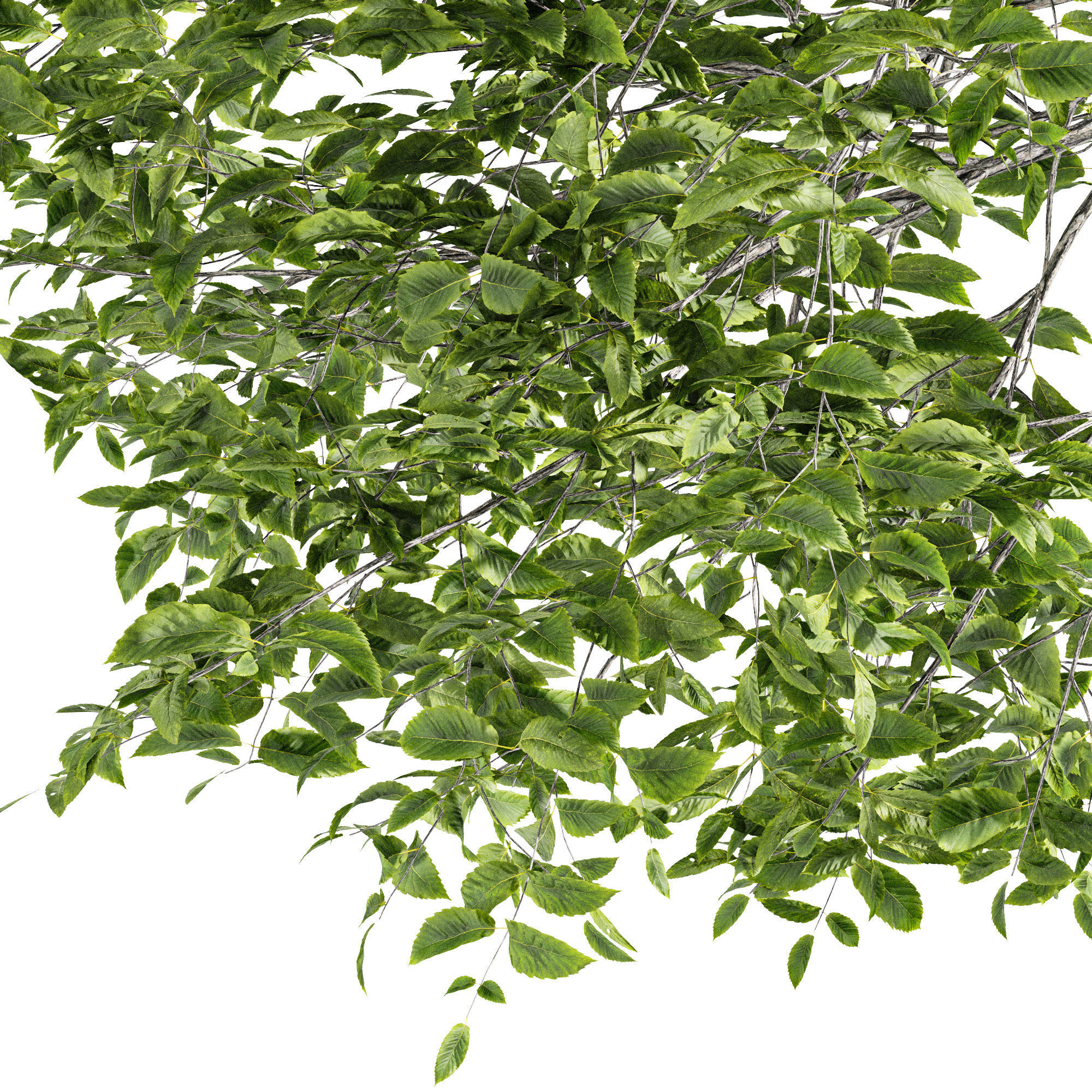 Quercus Variabilis 2tree03 3D model_1