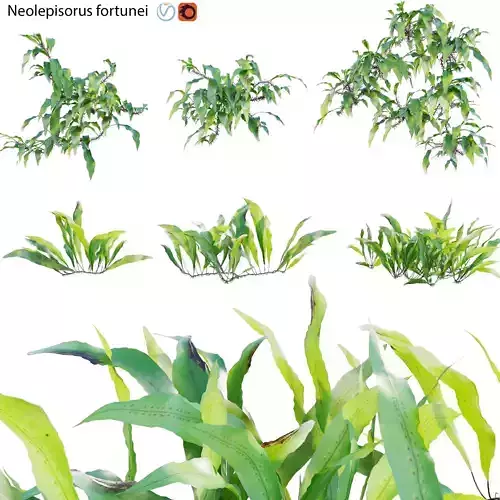 Neolepisorus fortunei GrowFX