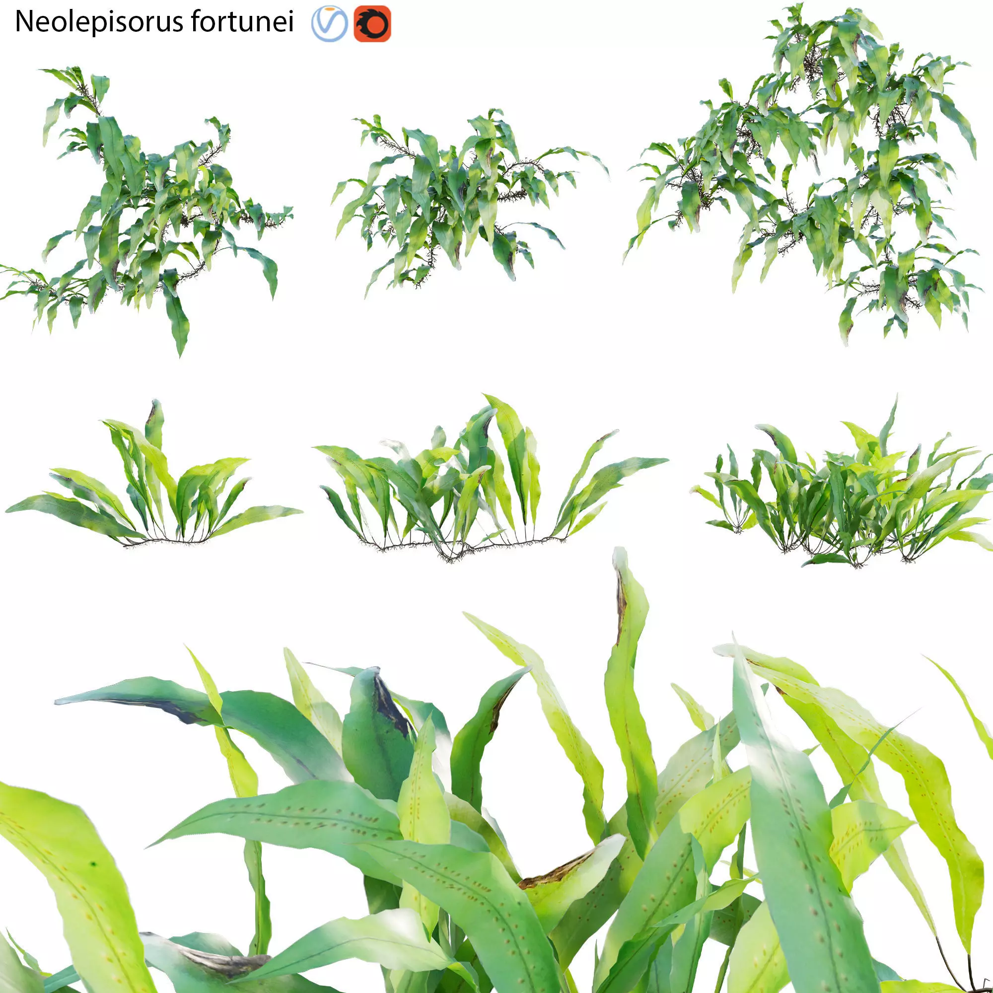 Neolepisorus fortunei GrowFX 3D model_0