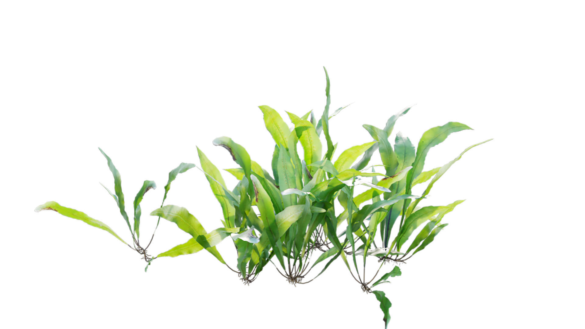 Neolepisorus fortunei GrowFX 3D model_4