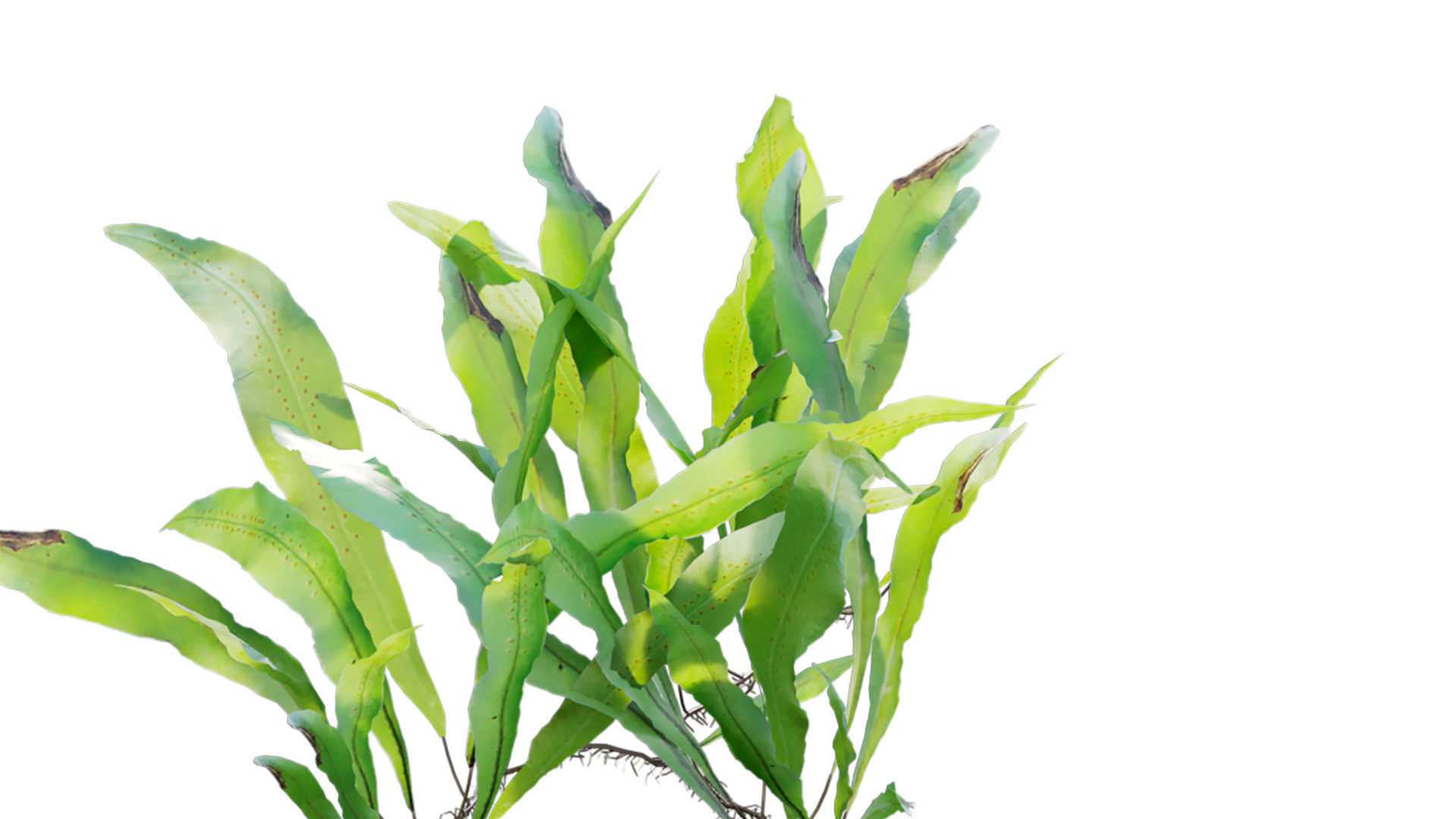 Neolepisorus fortunei GrowFX 3D model_3