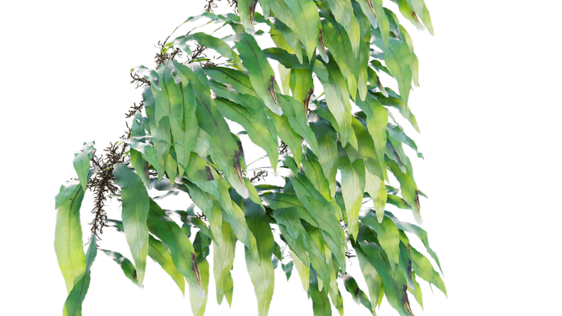 Neolepisorus fortunei GrowFX 3D model_7