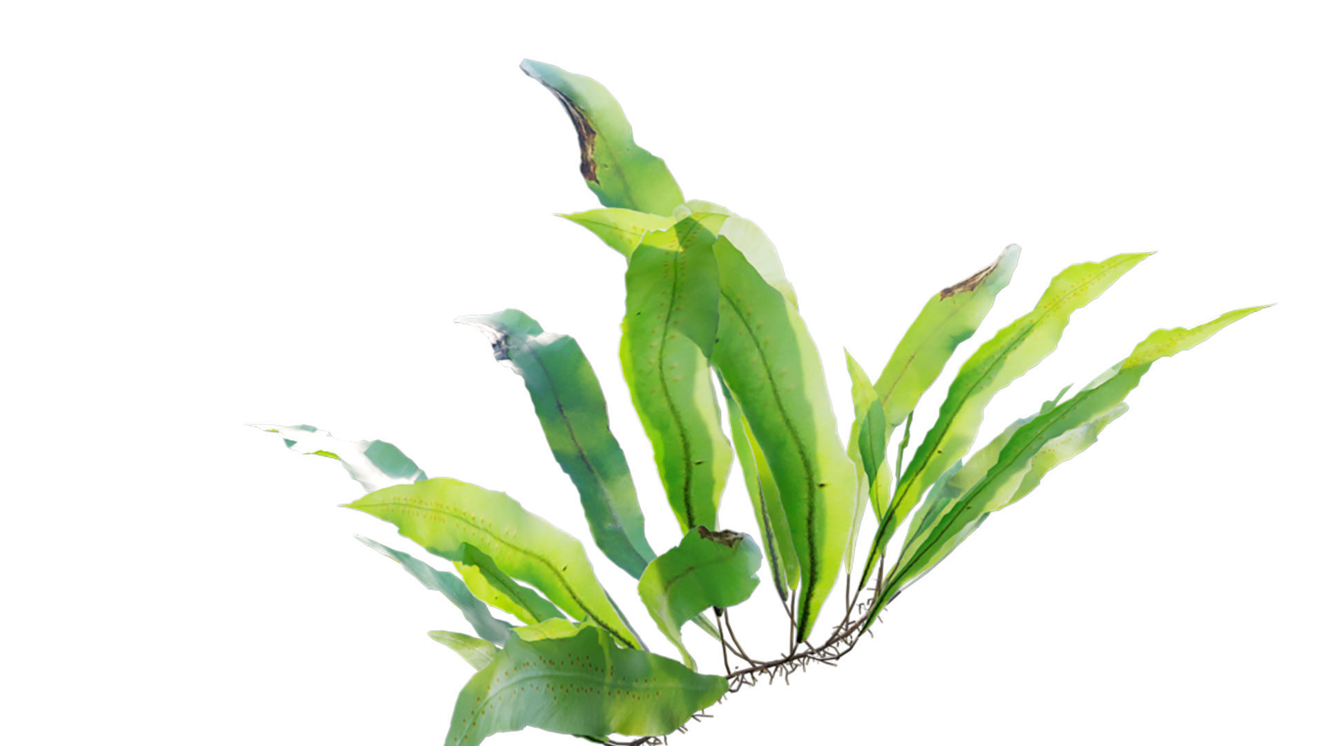 Neolepisorus fortunei GrowFX 3D model_2