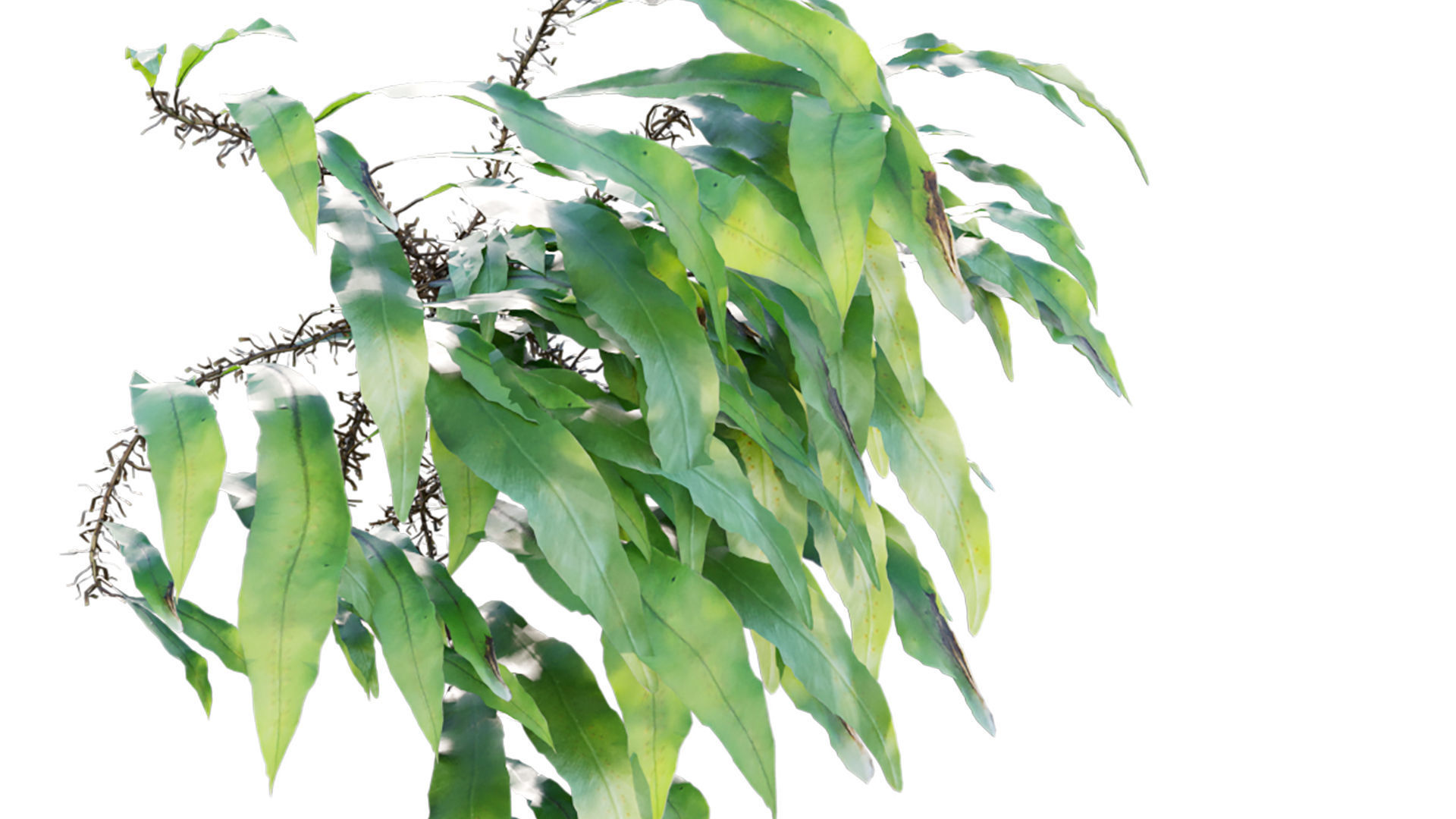 Neolepisorus fortunei GrowFX 3D model_6