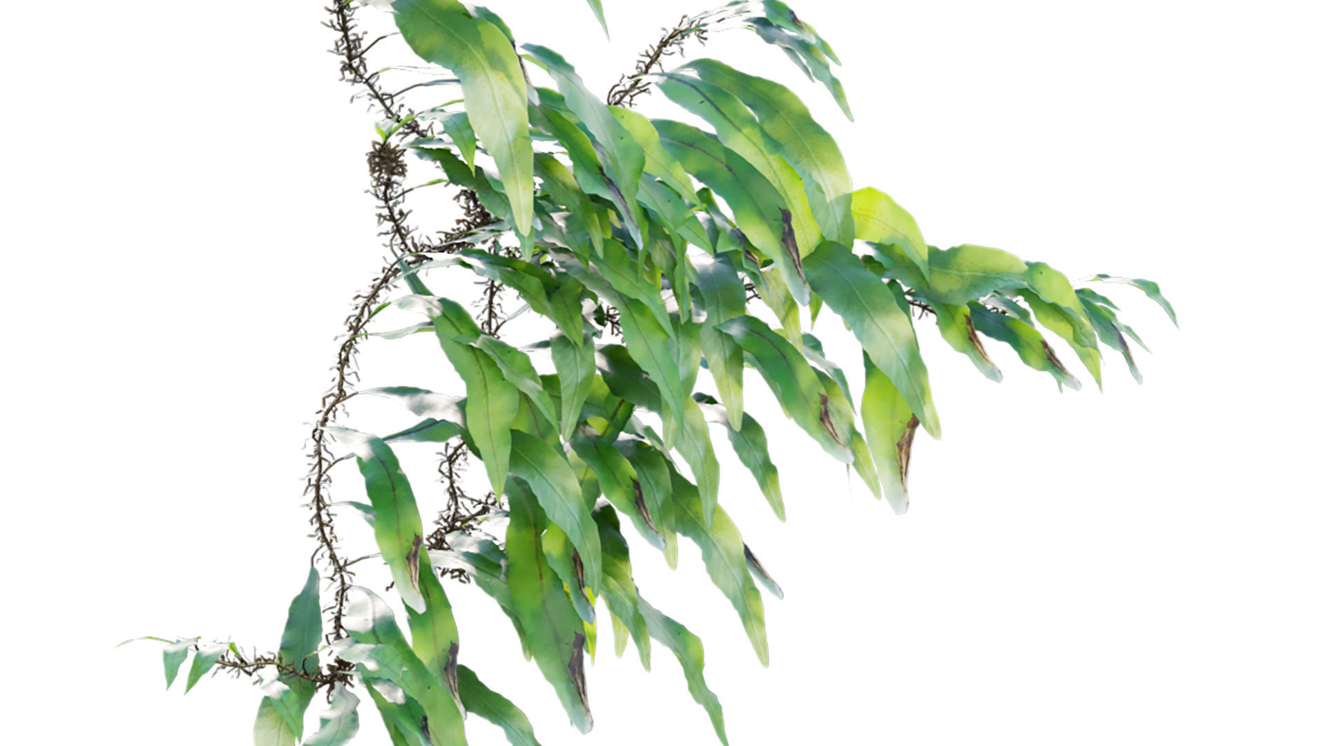 Neolepisorus fortunei GrowFX 3D model_5