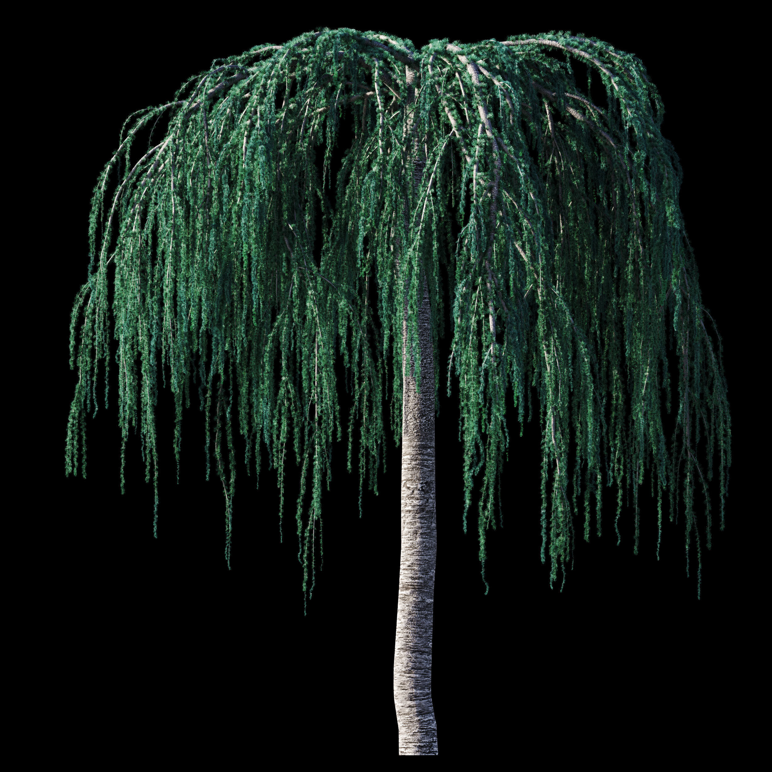 Cedrus Atlantica Glauca Pendula Cedar 3d model 3D model_6