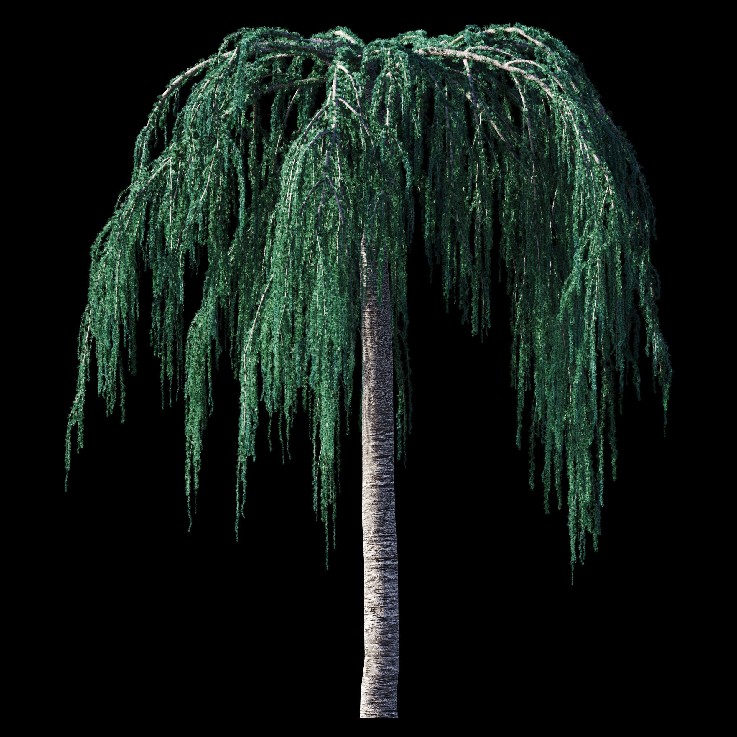 Cedrus Atlantica Glauca Pendula Cedar 3d model 3D model_10