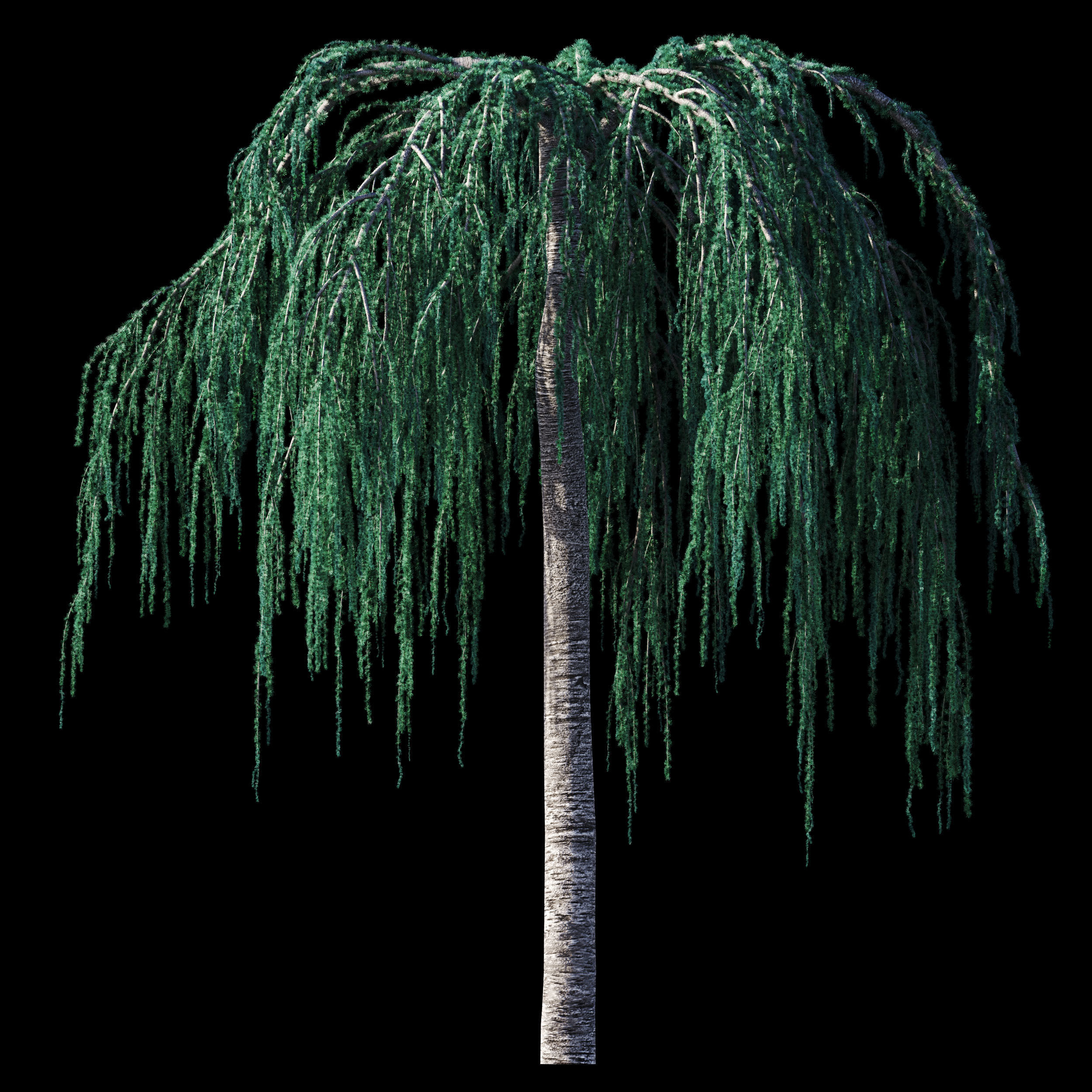 Cedrus Atlantica Glauca Pendula Cedar 3d model 3D model_9