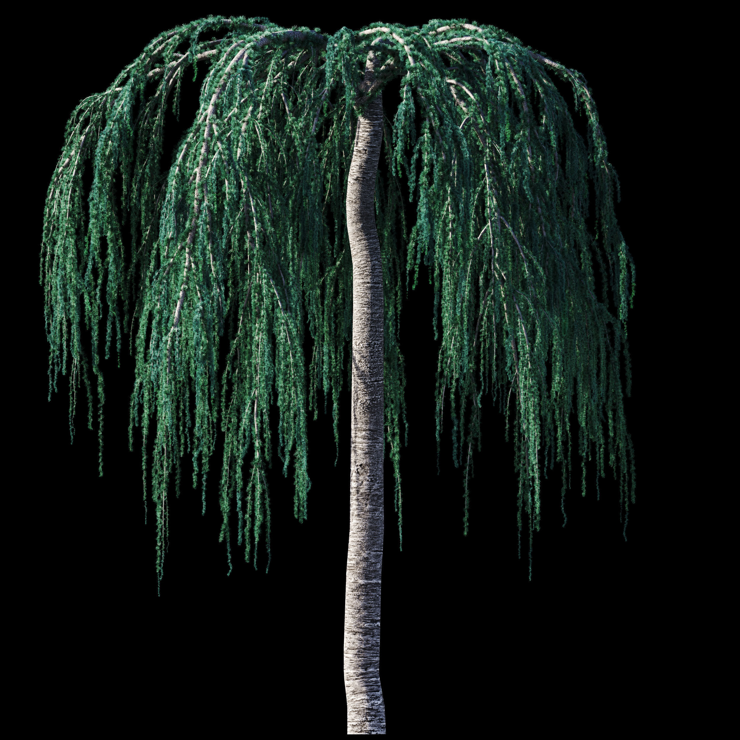 Cedrus Atlantica Glauca Pendula Cedar 3d model 3D model_4