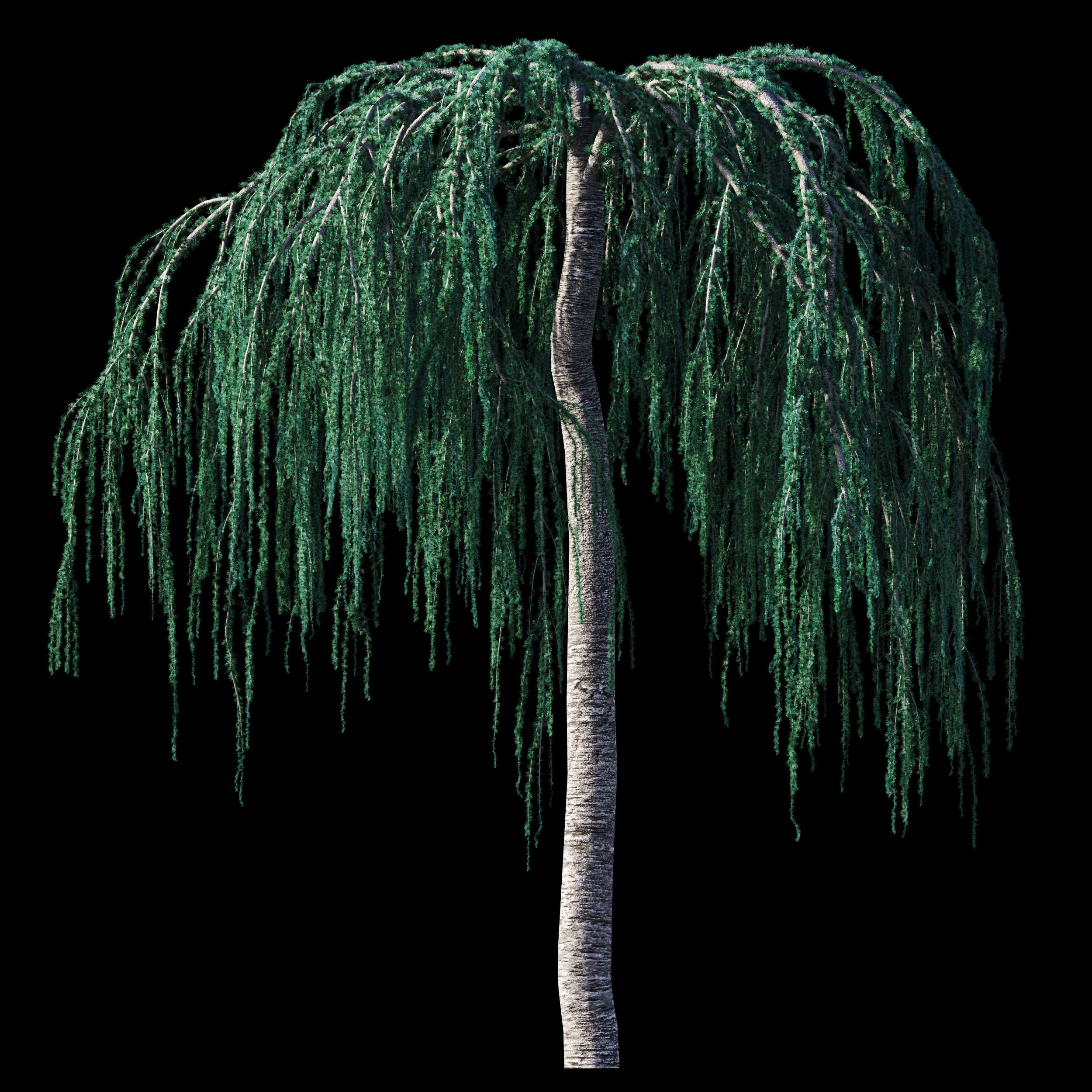 Cedrus Atlantica Glauca Pendula Cedar 3d model 3D model_7