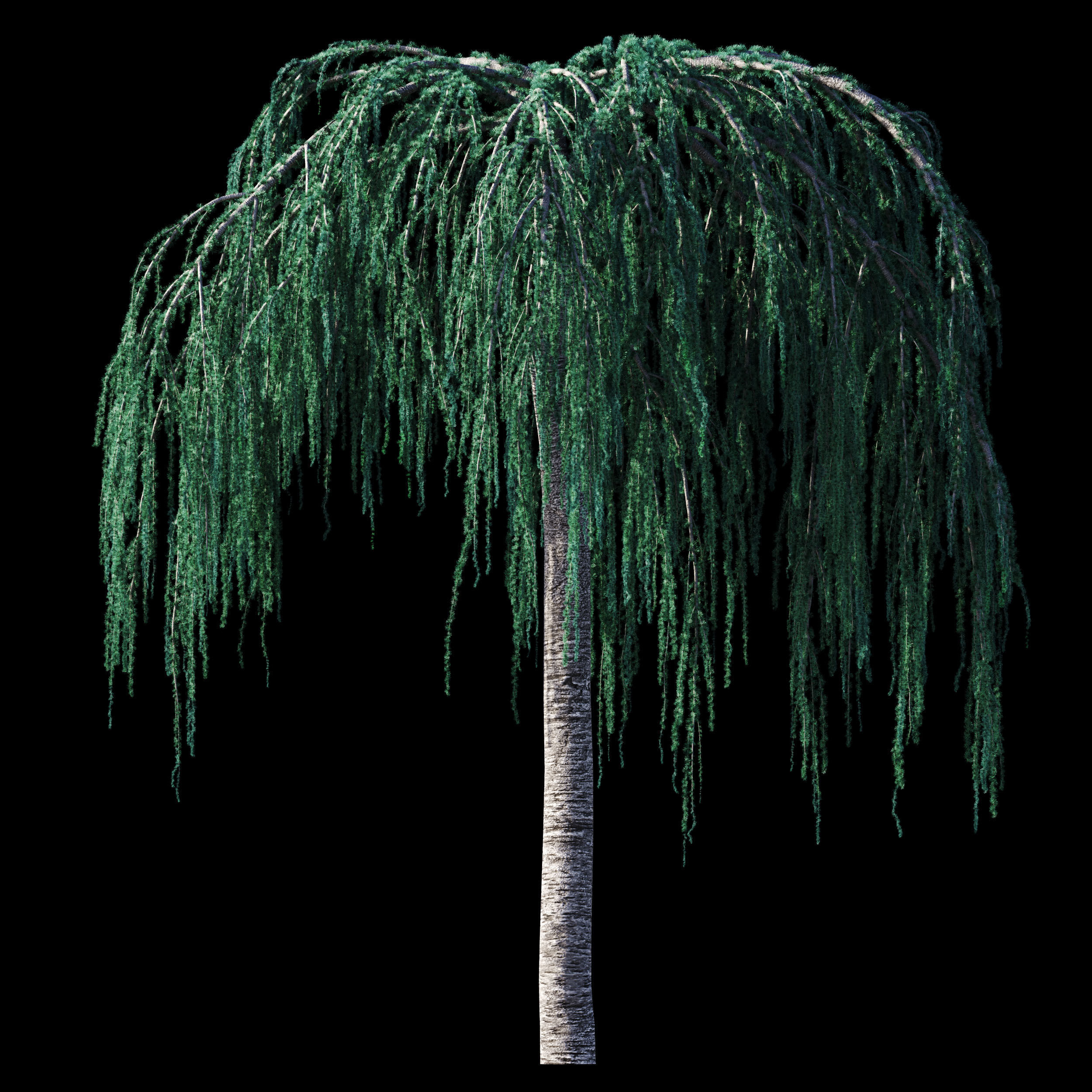 Cedrus Atlantica Glauca Pendula Cedar 3d model 3D model_8