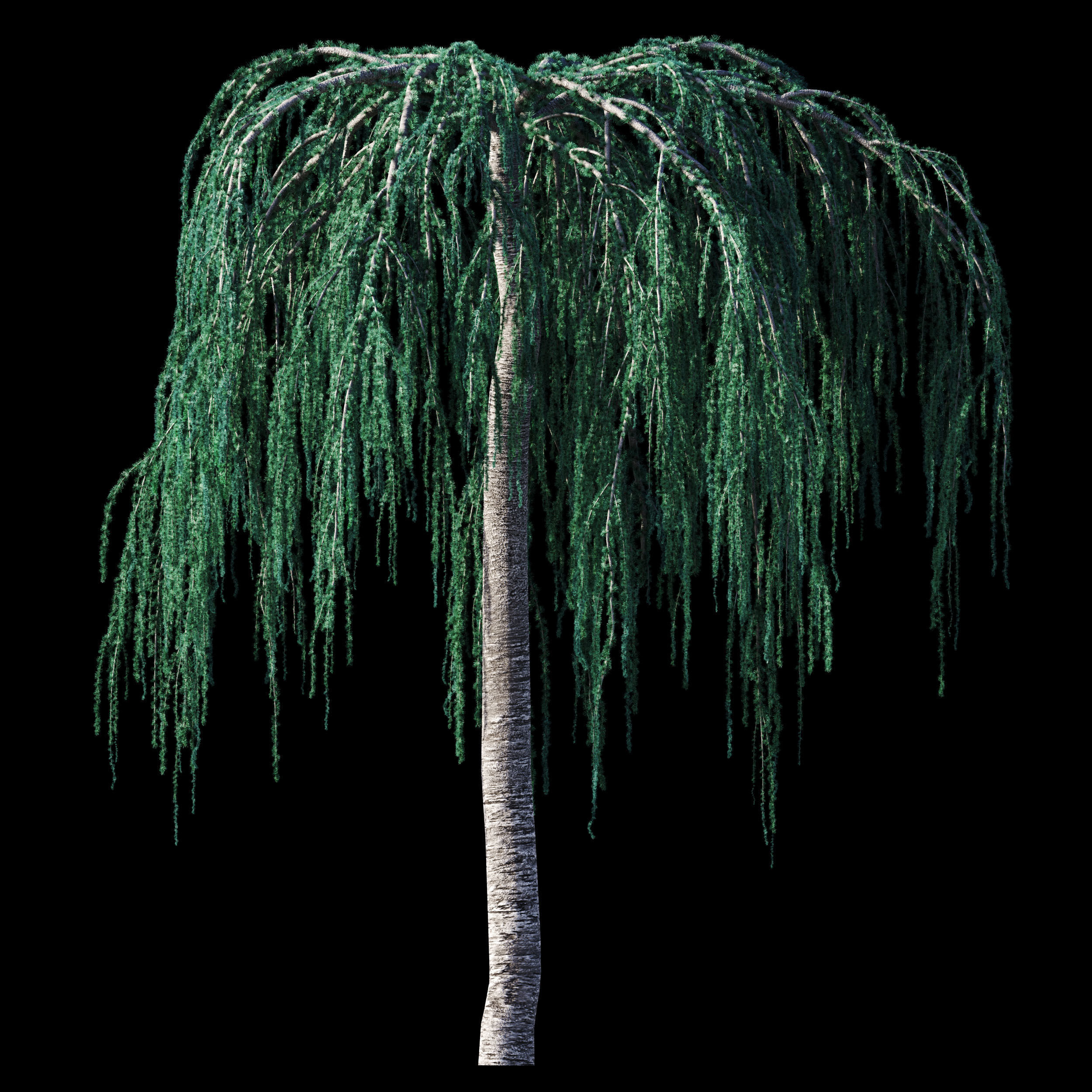 Cedrus Atlantica Glauca Pendula Cedar 3d model 3D model_2