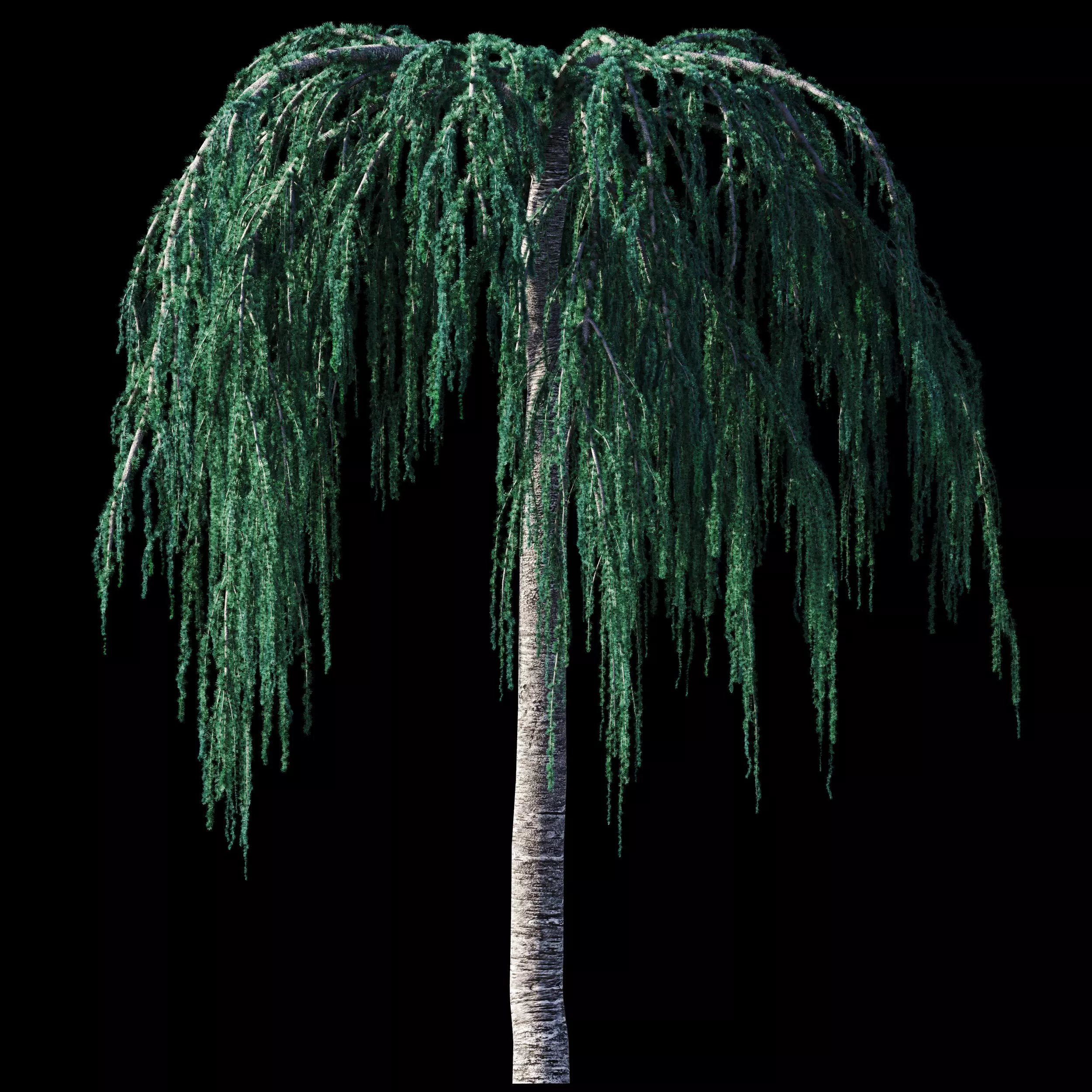 Cedrus Atlantica Glauca Pendula Cedar 3d model 3D model_0