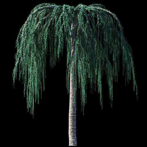 Cedrus Atlantica Glauca Pendula Cedar 3d model 3D model