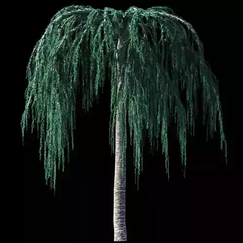 Cedrus Atlantica Glauca Pendula Cedar 3d model