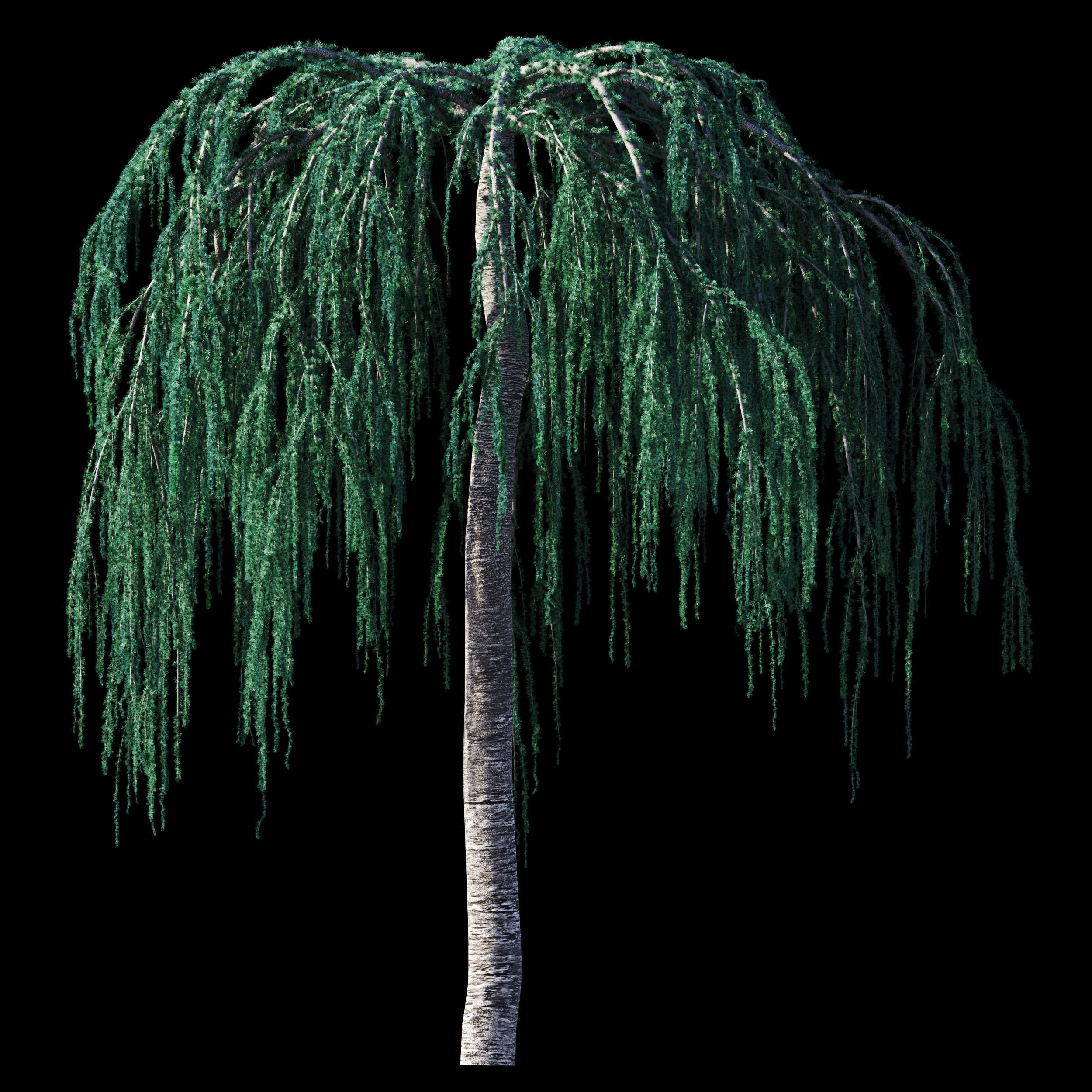 Cedrus Atlantica Glauca Pendula Cedar 3d model 3D model_3