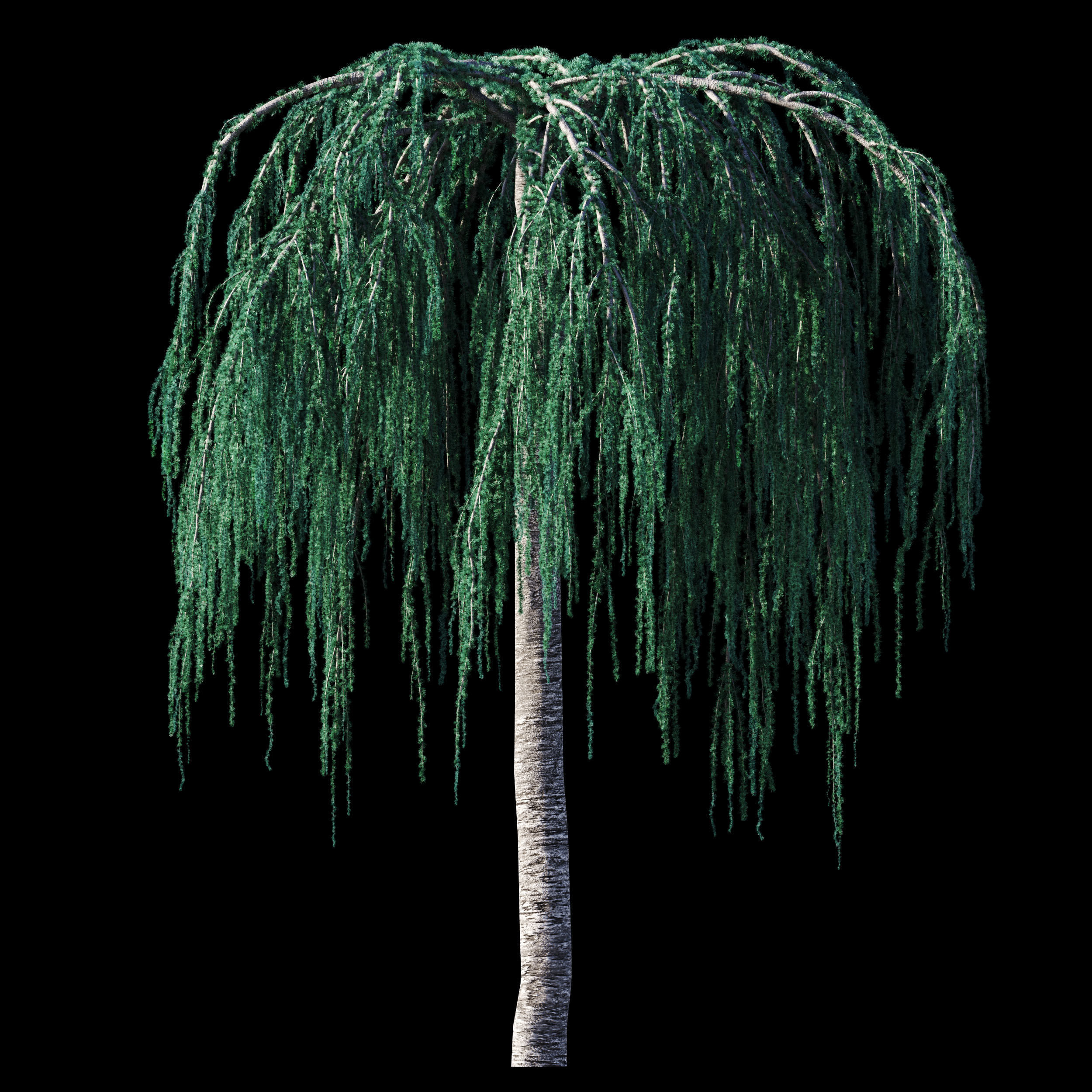 Cedrus Atlantica Glauca Pendula Cedar 3d model 3D model_11