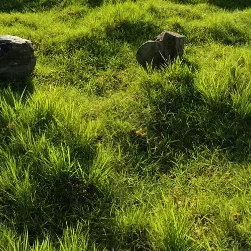 Fully Procedural Customisable Garden -  Landscape