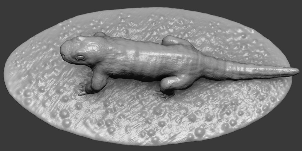 Salamander lizard 3D print model_2