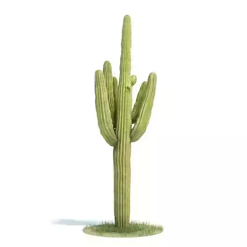 Green Carnegiea Gigantea Cactus