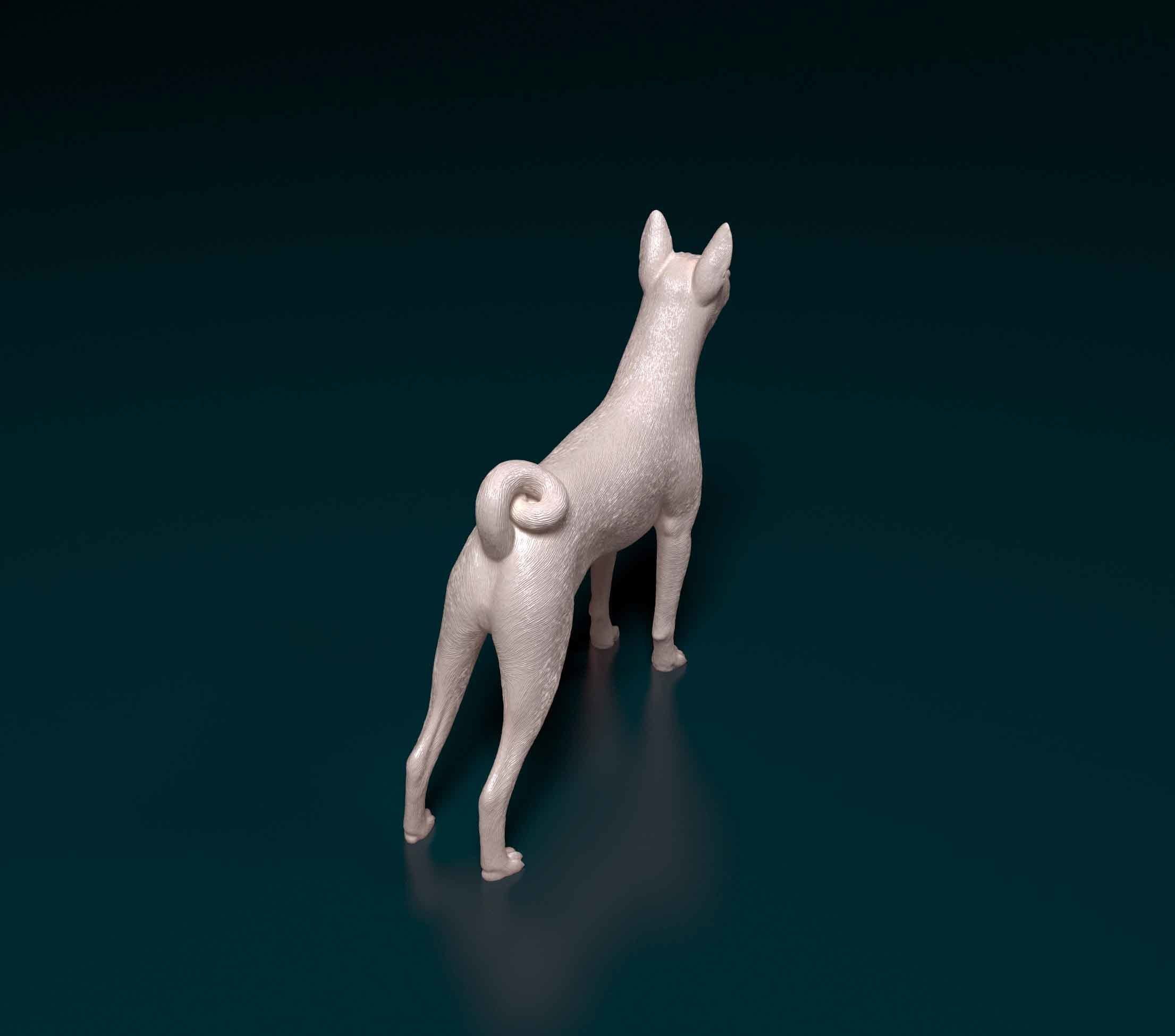 Basenji chihuahua 3D print model_2