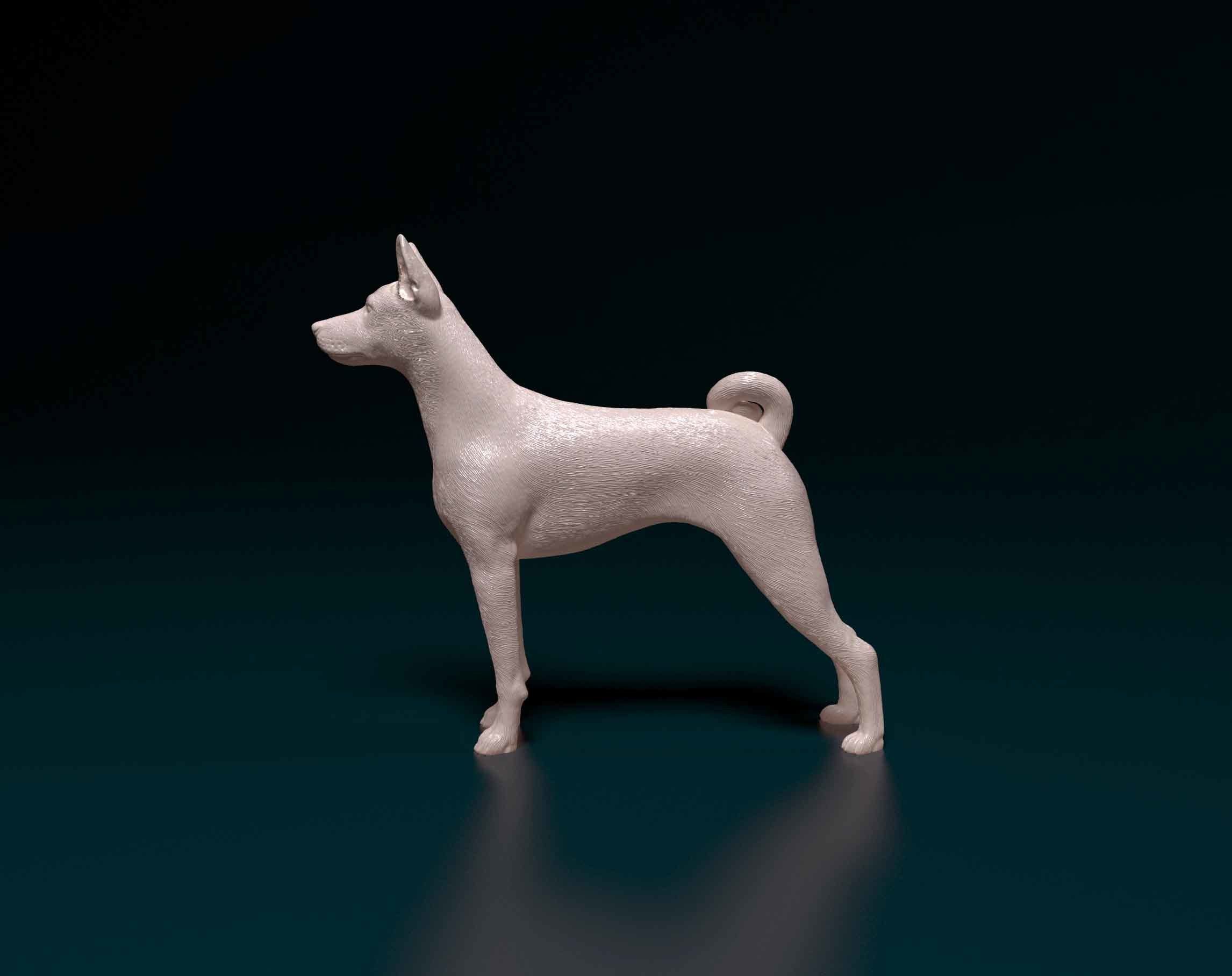 Basenji chihuahua 3D print model_4