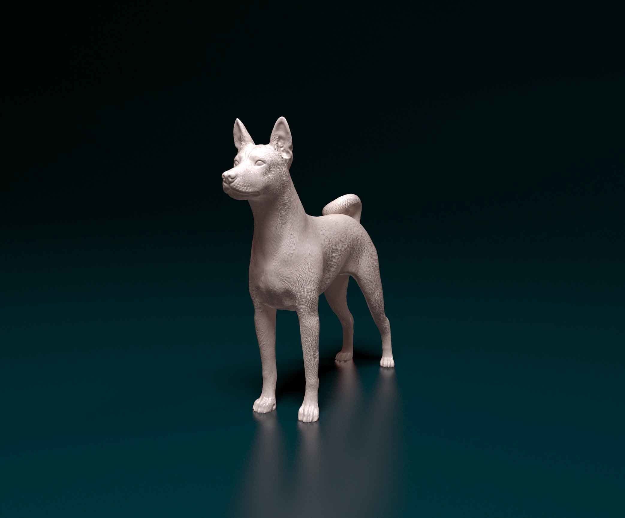Basenji chihuahua 3D print model_5