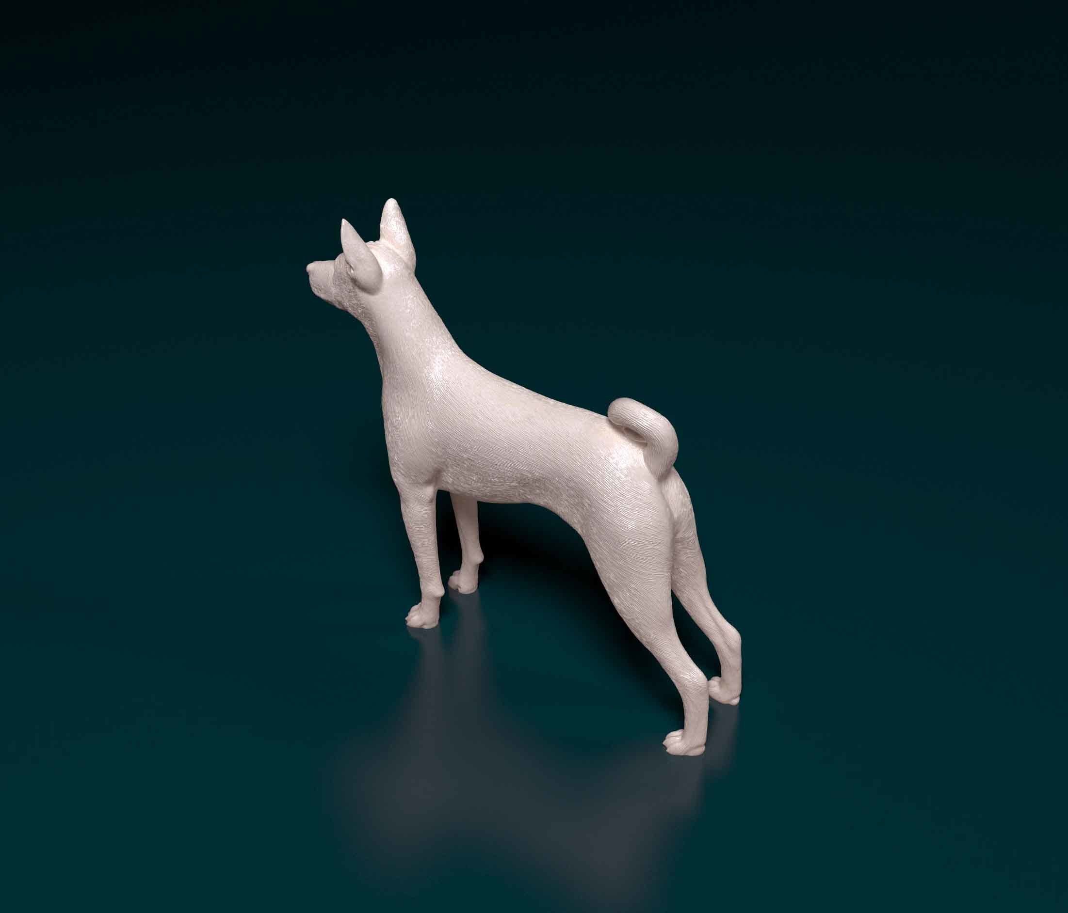 Basenji chihuahua 3D print model_3