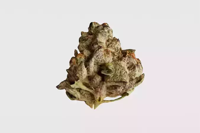 Realistic Cannabis Bud 03