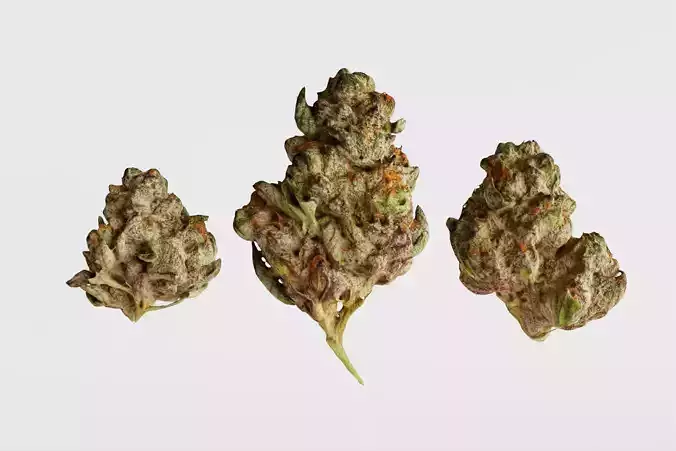 Realistic Cannabis Buds Pack 3D model