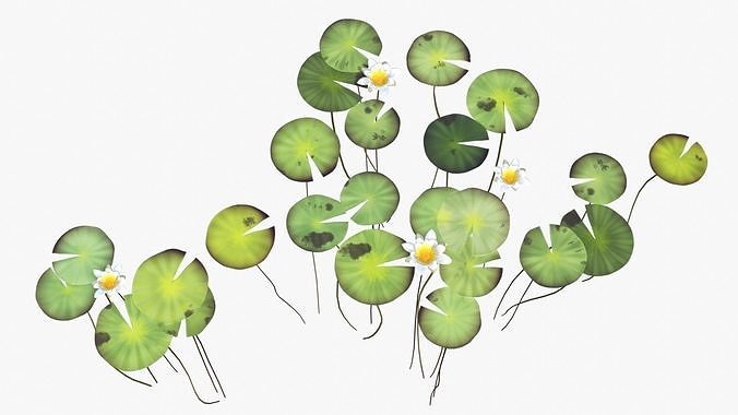 Water Lily Set Low-poly 3D model
