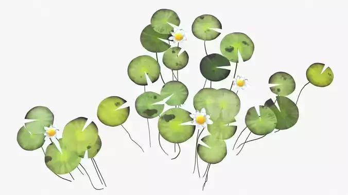 Water Lily Set Low-poly 3D model