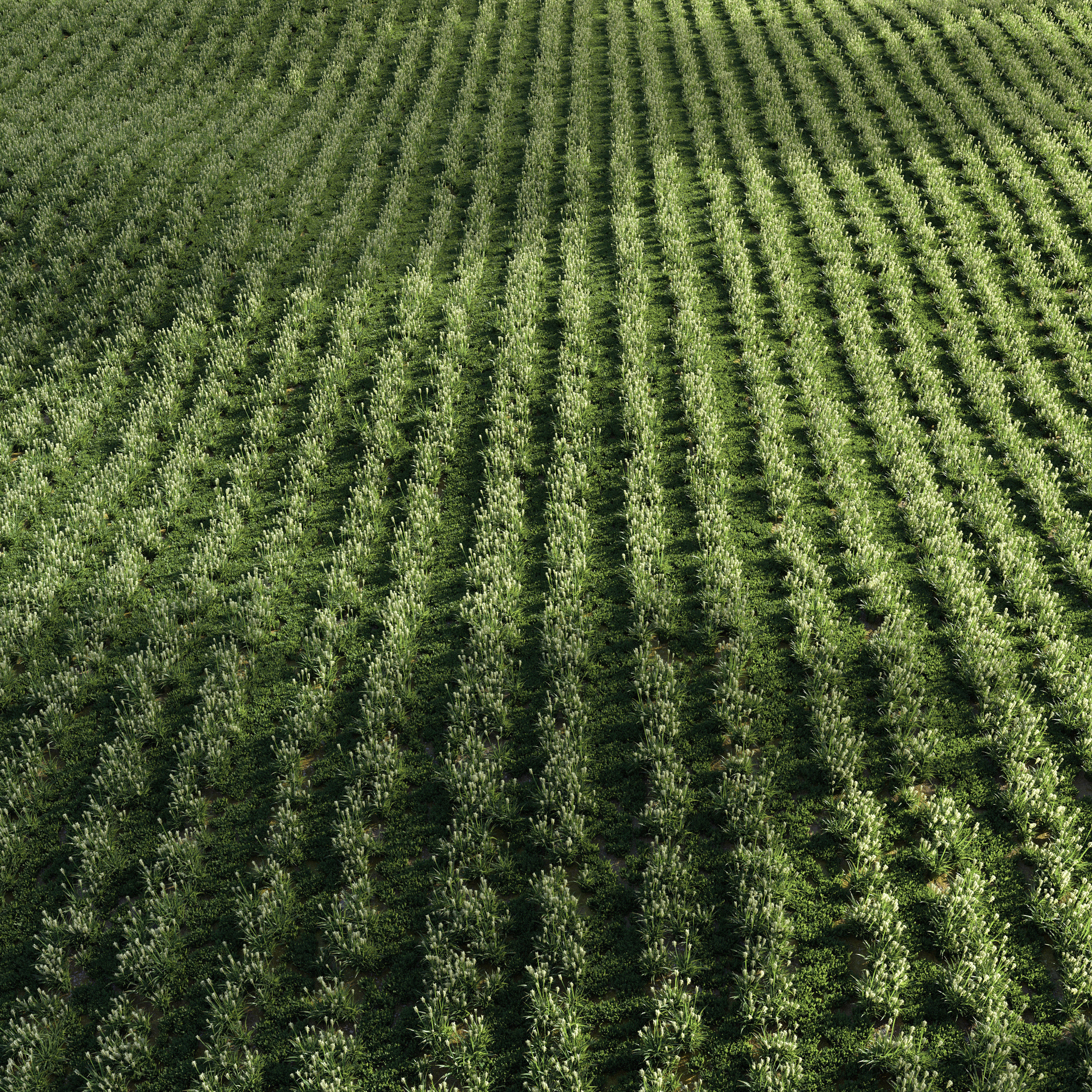 Field Grass 05 3D model_2