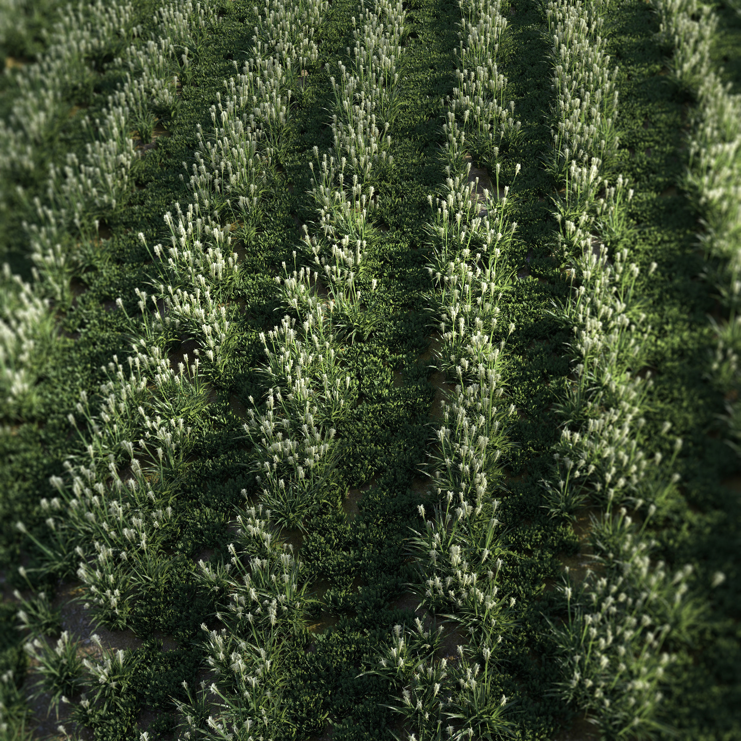 Field Grass 05 3D model_1