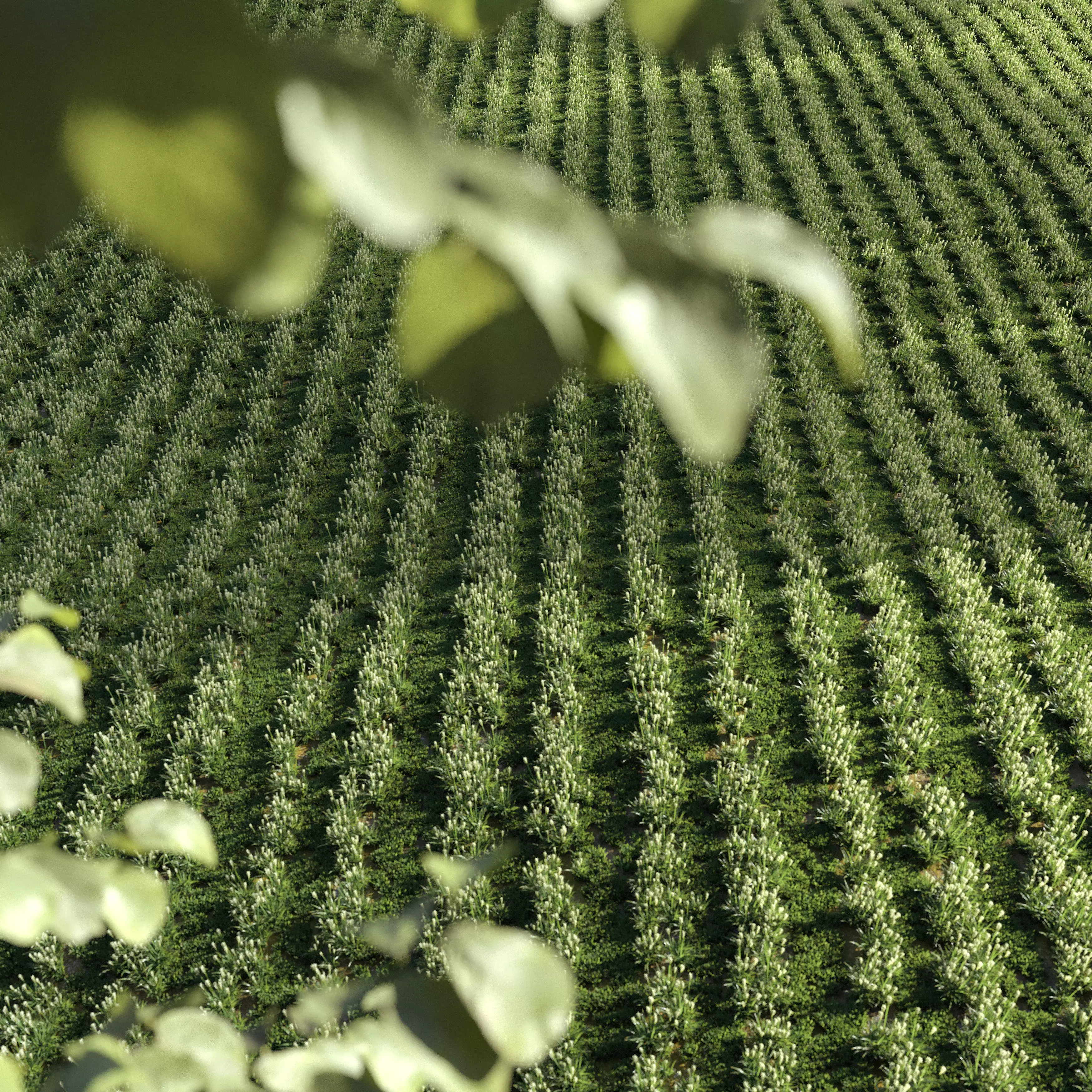 Field Grass 05 3D model_0