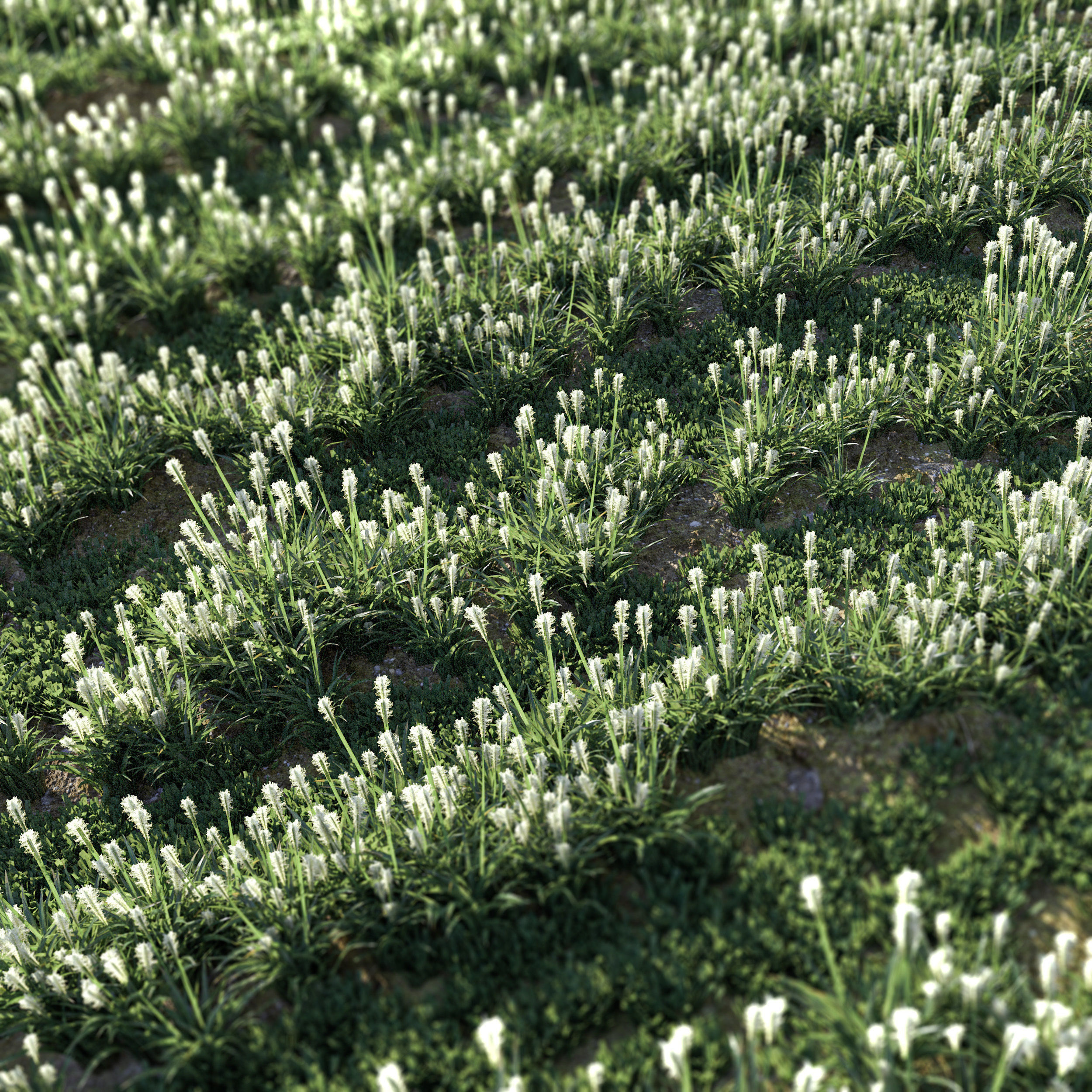 Field Grass 05 3D model_3