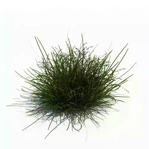 Green Melica Nutans Bush