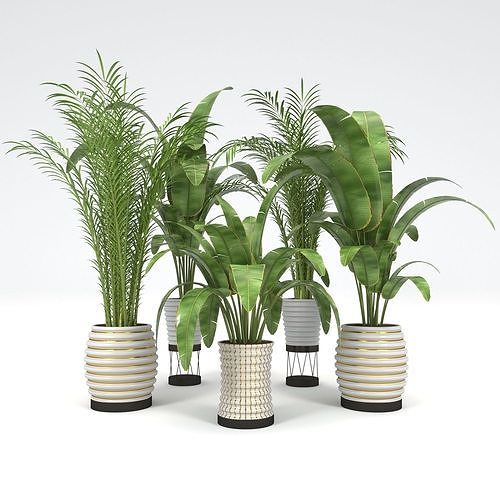 Plants Collection 20 3D model
